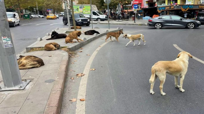 Ankara'da sözde hayvanseverler servet kazanmışlar