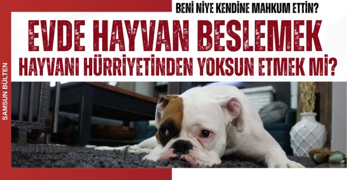 Evde Hayvan Sahiplenmek Özgürlük Mü, Esaret Mi?