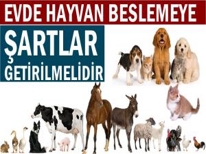 EVDE HAYVAN BESLEYENLER İÇİN ÖZEL ŞARTLAR ARANMALIDIR