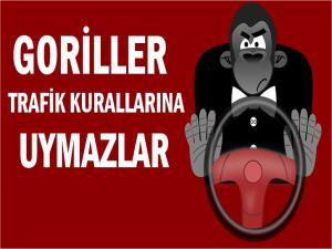 GORİLLER TRAFİK KURALLARINA UYMAZLAR