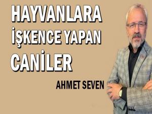 HAYVANLARA İŞKENCE YAPAN CANİLER