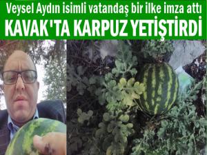 KAVAK'TA KARPUZ YETİŞTİRDİ GÖZLER KARPUZA ÇEVRİLDİ