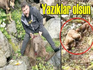 ÖNCE YAVRU AYIYI VURDU SONRA KÖPEKLERE PARÇALATTI