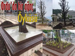 ORDU'DAKİ ANIT AĞAÇ VE SOSYAL MEDYA