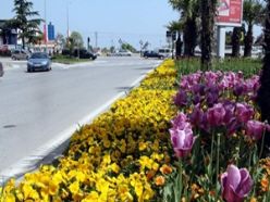 Samsun'da açan çiçekler dayanamadı