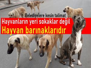 Sahipsiz hayvanların yeri sokaklar değil, barınaklardır