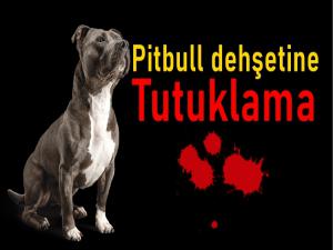 Saldırgan pitbull sahipleri cezaevinde