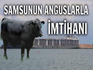 SAMSUNUN ANGUSLARLA İMTİHANI 