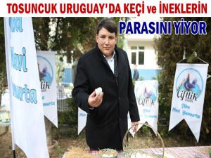 TOSUNCUK İNEKLERİN PARASINI URUGUAY'DA YİYOR