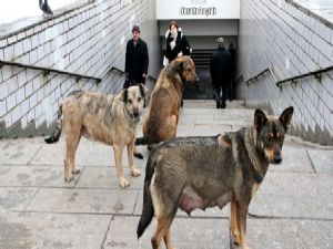 Sokak Köpekleri Saldırılarından Sakınma Yolları