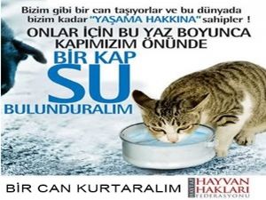 HAYVANLAR İNSANLARA EMANETTİR