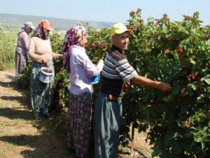 HAFIZA KAYBINA KARŞI BÖĞÜRTLEN TAVSİYESİ