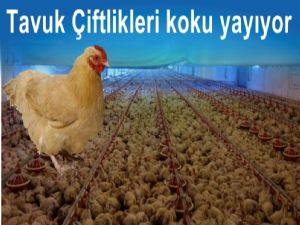 Kavak'ta Tavuk Çiftliklerinden gelen kötü kokuya tepki