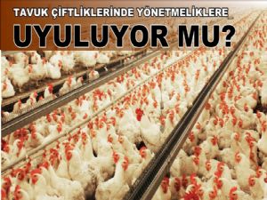Tavuk besi çiftlikleri yönetmeliklere uygun mu?