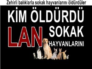 Vicdansızlar Sokak Hayvanlarını Zehirleyip Öldürdüler