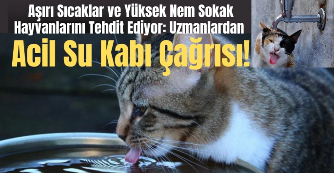  Her Sokağa Bir Su Kabı: Hayati Bir Çağrı