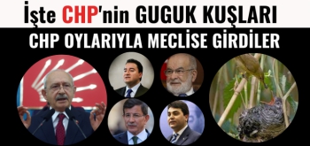 CHP'nin guguk kuşları meclise girdi