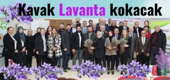 Kavak Lavanta kokacak