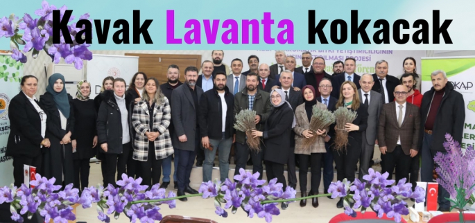 Kavak Lavanta kokacak